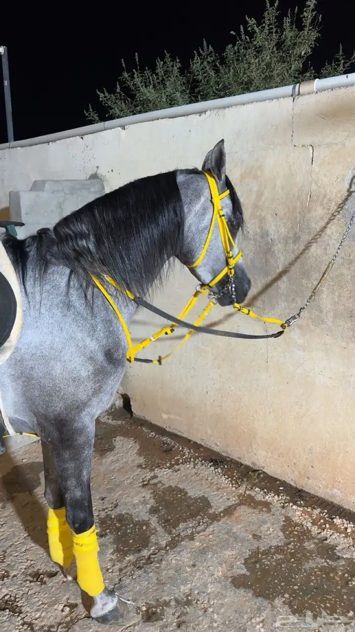 خيل عربي اصيل للبيع 0