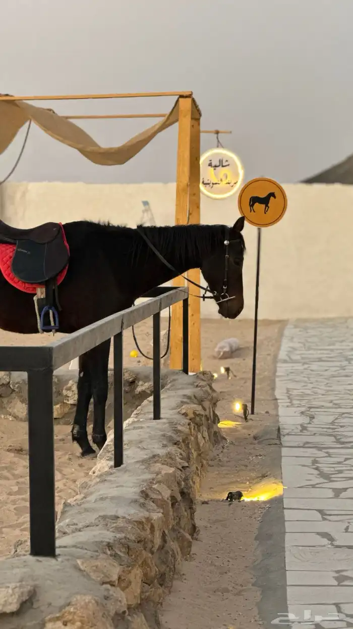 اسطبل خيل للإيجار فالنعيريه 1