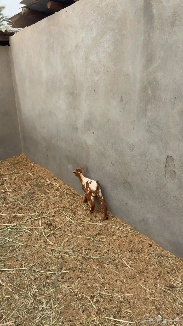 عنز جنوبيه 7