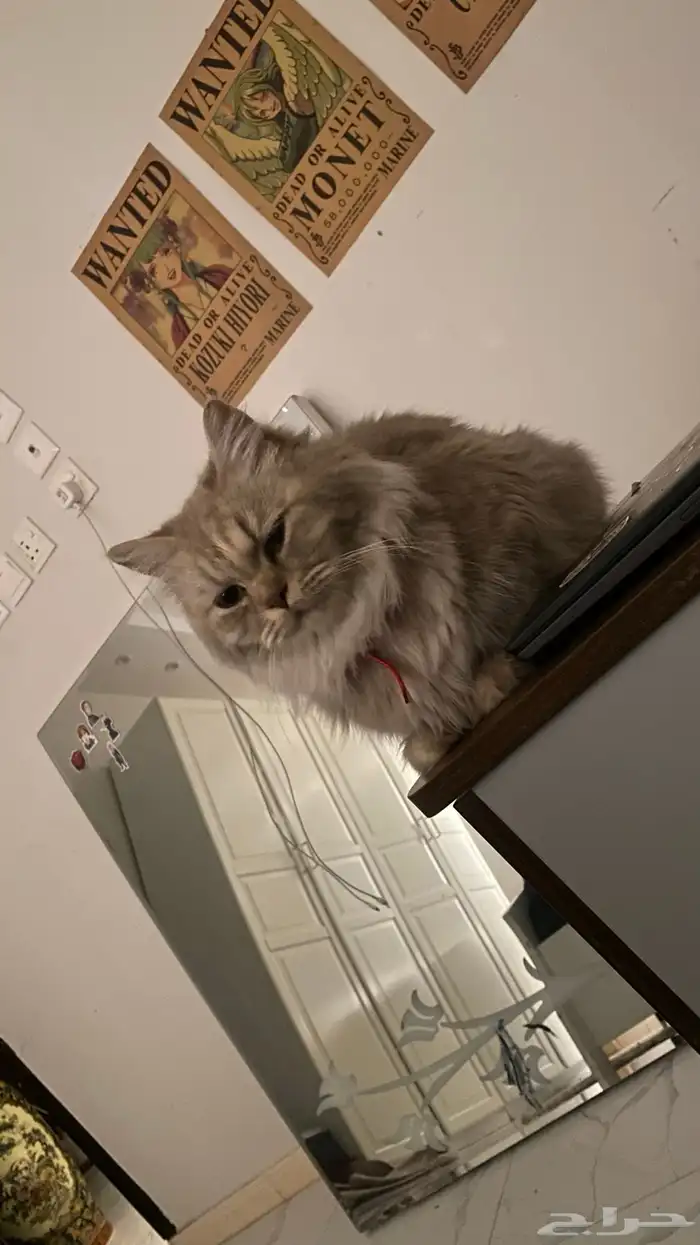 قطه معقمه العمر 11 شهر جميييع اغراضها معاها ( للتبني ) 0