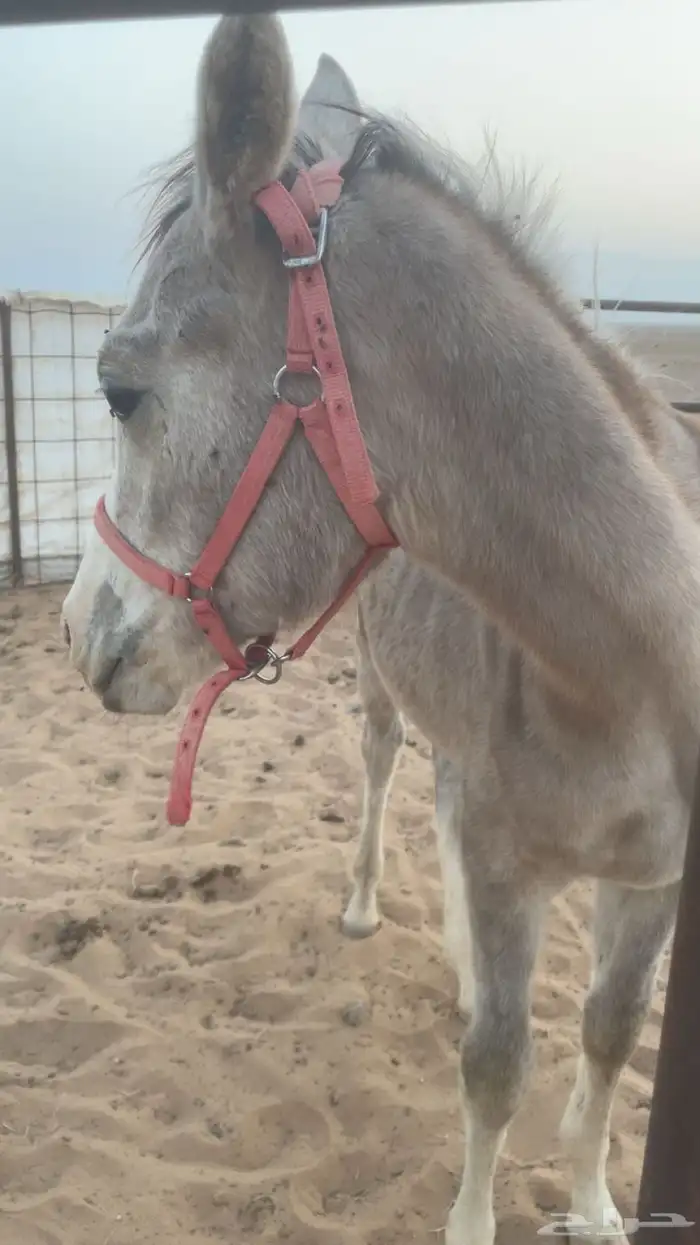 مهر عربي شعبي 2