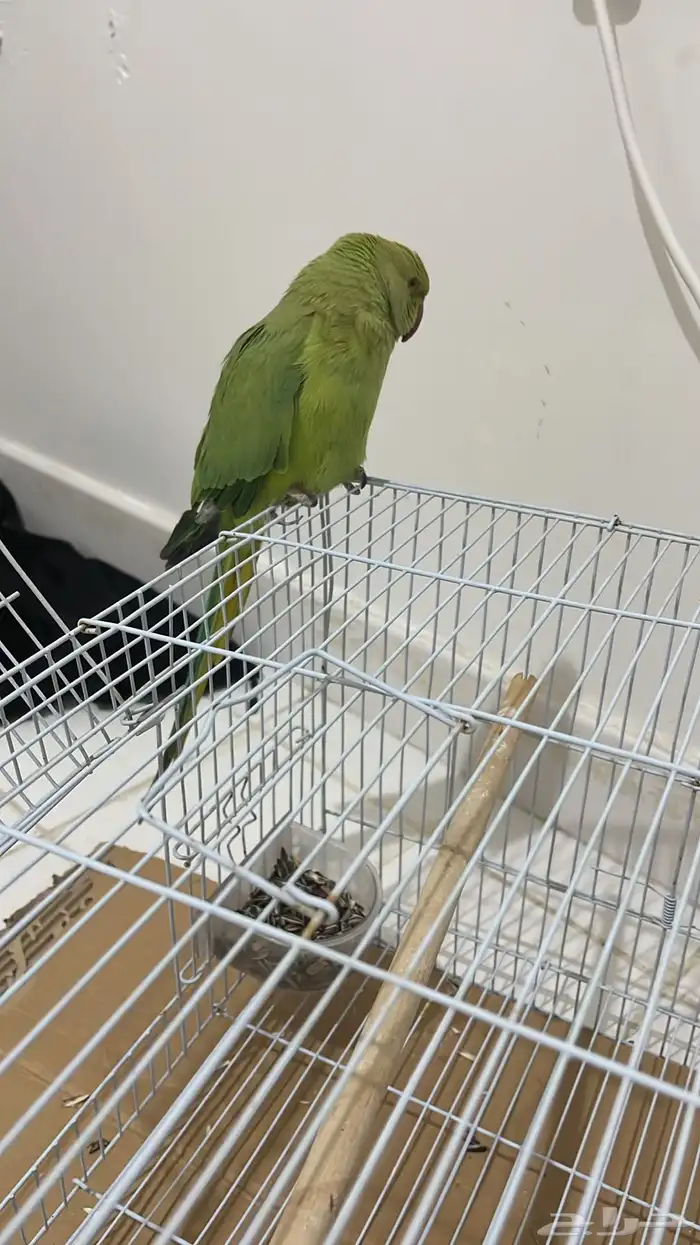 دره هندي ذكر ضايع 0