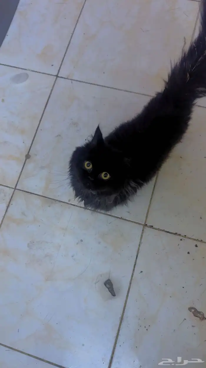 قط تبني سليم العمر خمس شهور متعود على التروبكس 1