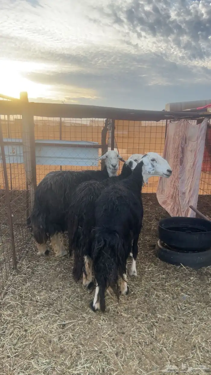 ضان نجد مضاريع 1