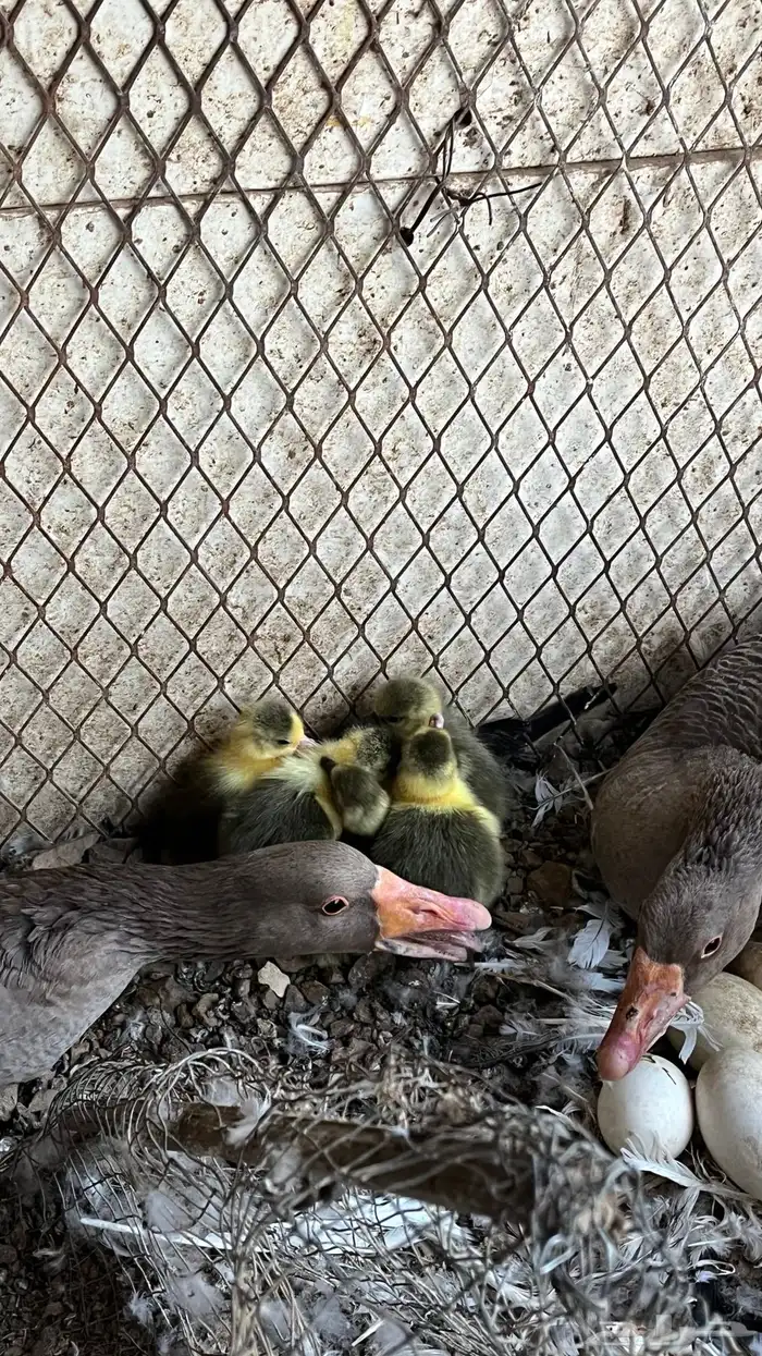 وز منتج تحتها فروخ 1