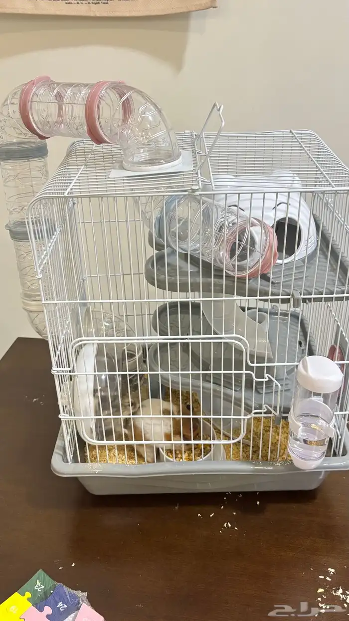 هامستر للبيع 2