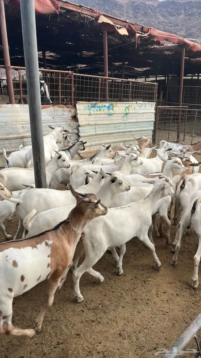 تيوس جدع مخاصي بيشي 1