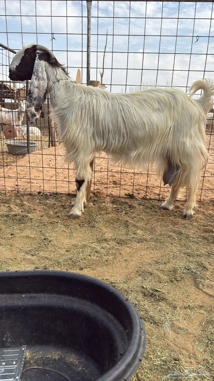 ماعز مطوره منوه القناي 8