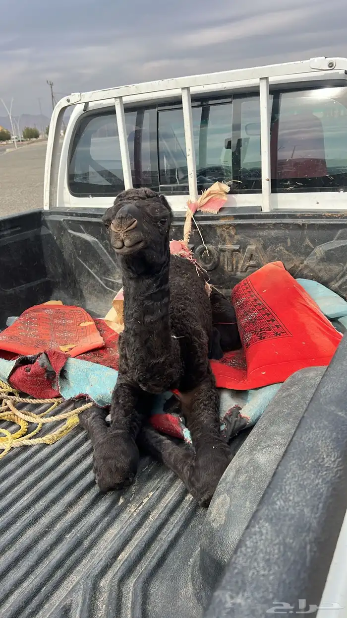 قعود ضيار صحته شرط 1