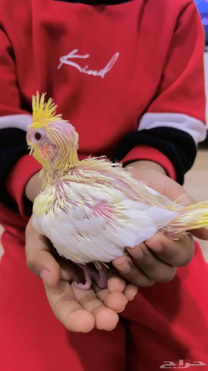 فرخين كروان 0