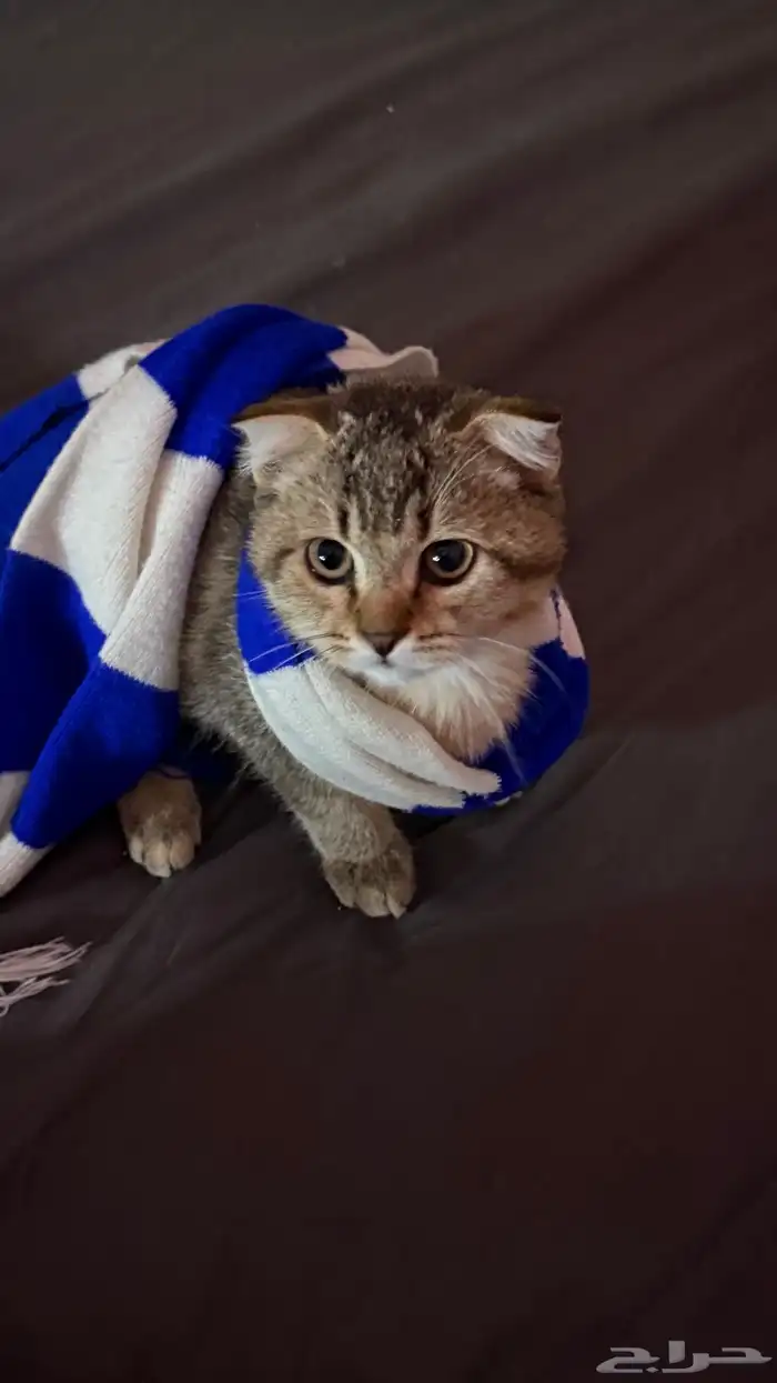 قط سكوتش فولد للبيع 1