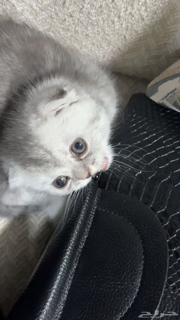 سكوتش فولد صغيره مميزه للبيع 2