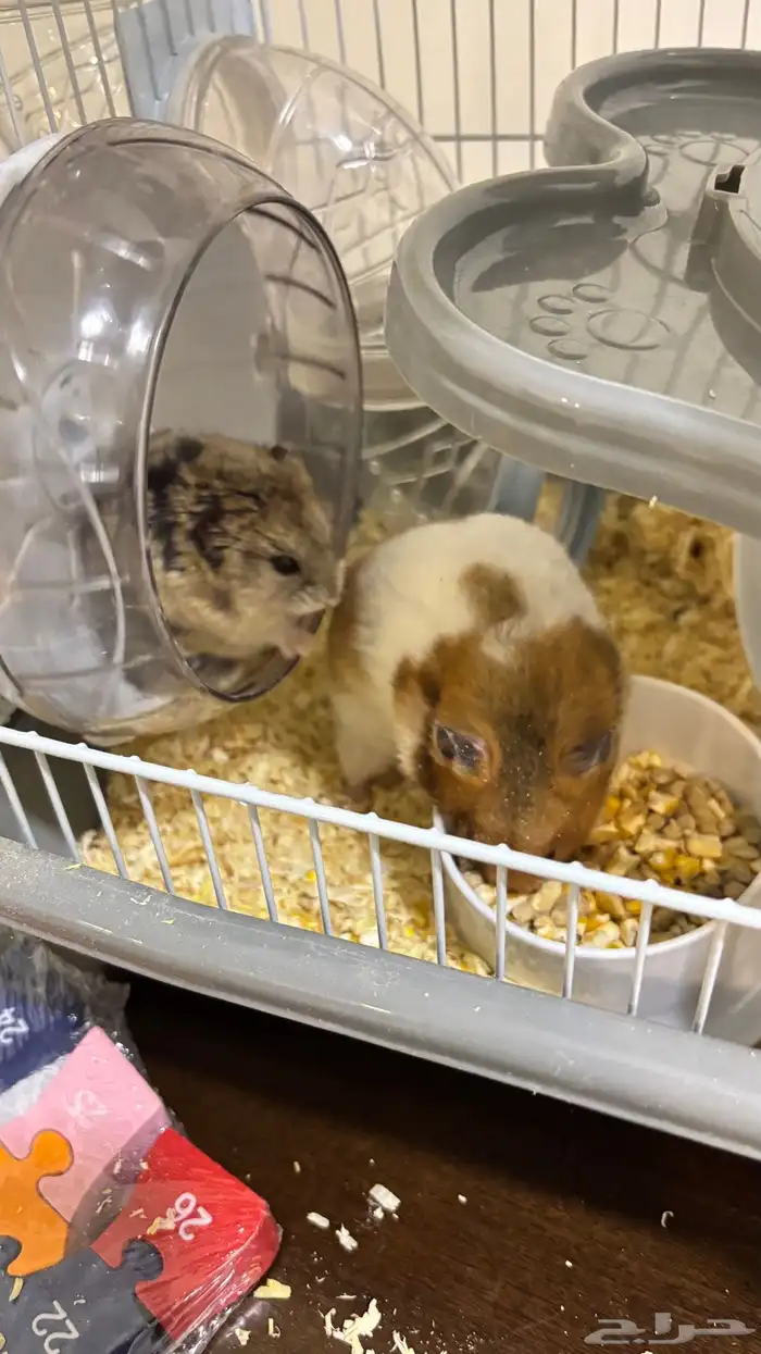 هامستر للبيع 1