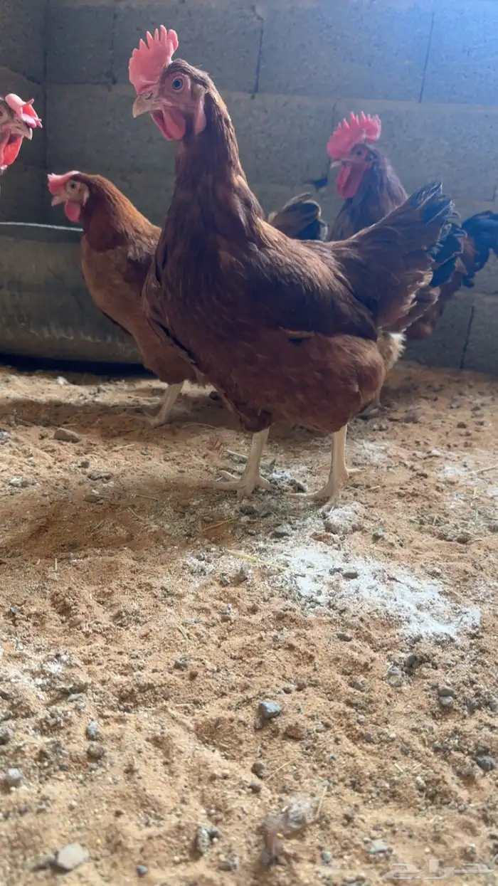 لوهمان براون 3 شهور ( تم البيع) 3