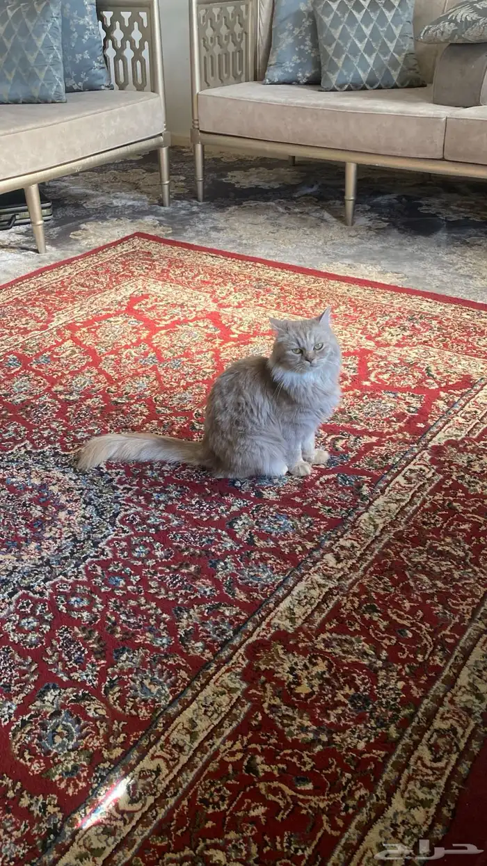 قطه معقمه العمر 11 شهر جميييع اغراضها معاها ( للتبني ) 1