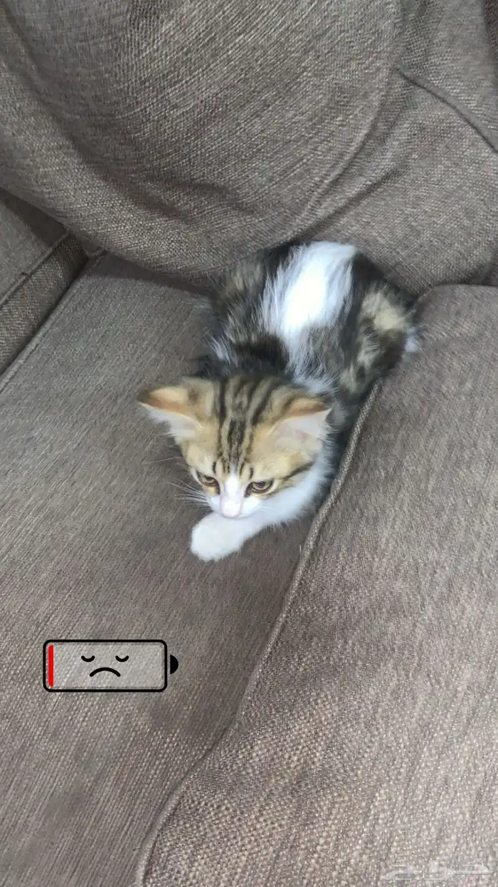 قطط للبيع على السوم 1