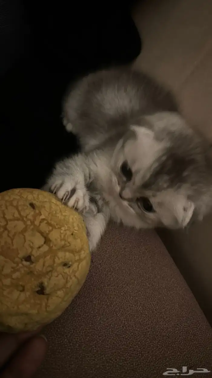 سكوتش فولد صغيره مميزه للبيع 0