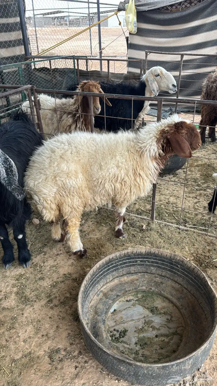 رخله العمر 7 شهور بريه 0