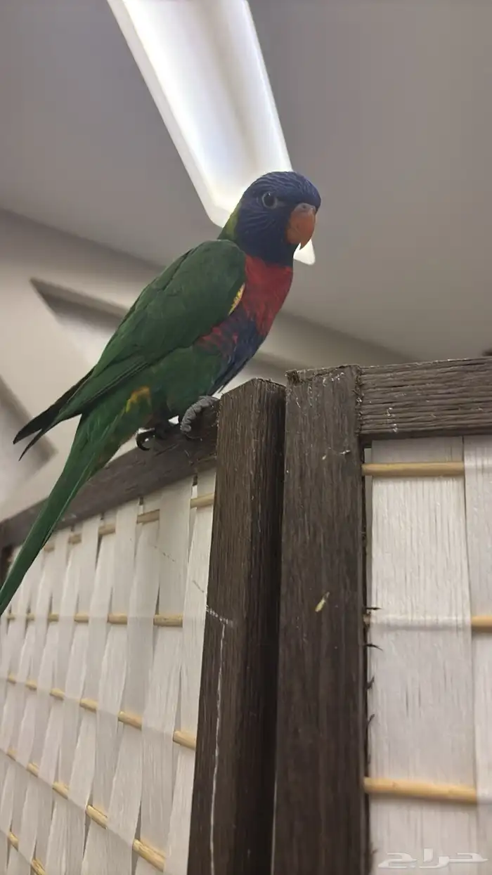 ببغاء فرخ لوري 2