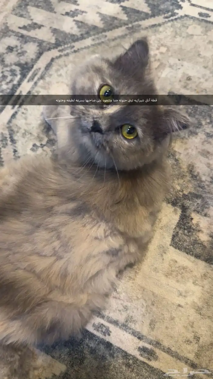 قطه أنثى 0