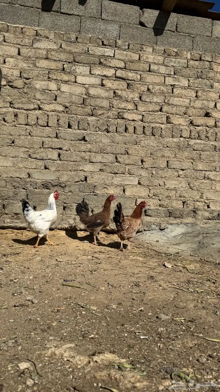 دجاج البيع 0