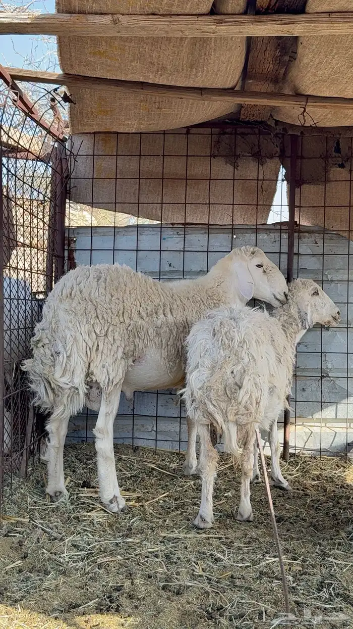 طلي حري ثني فحل 4