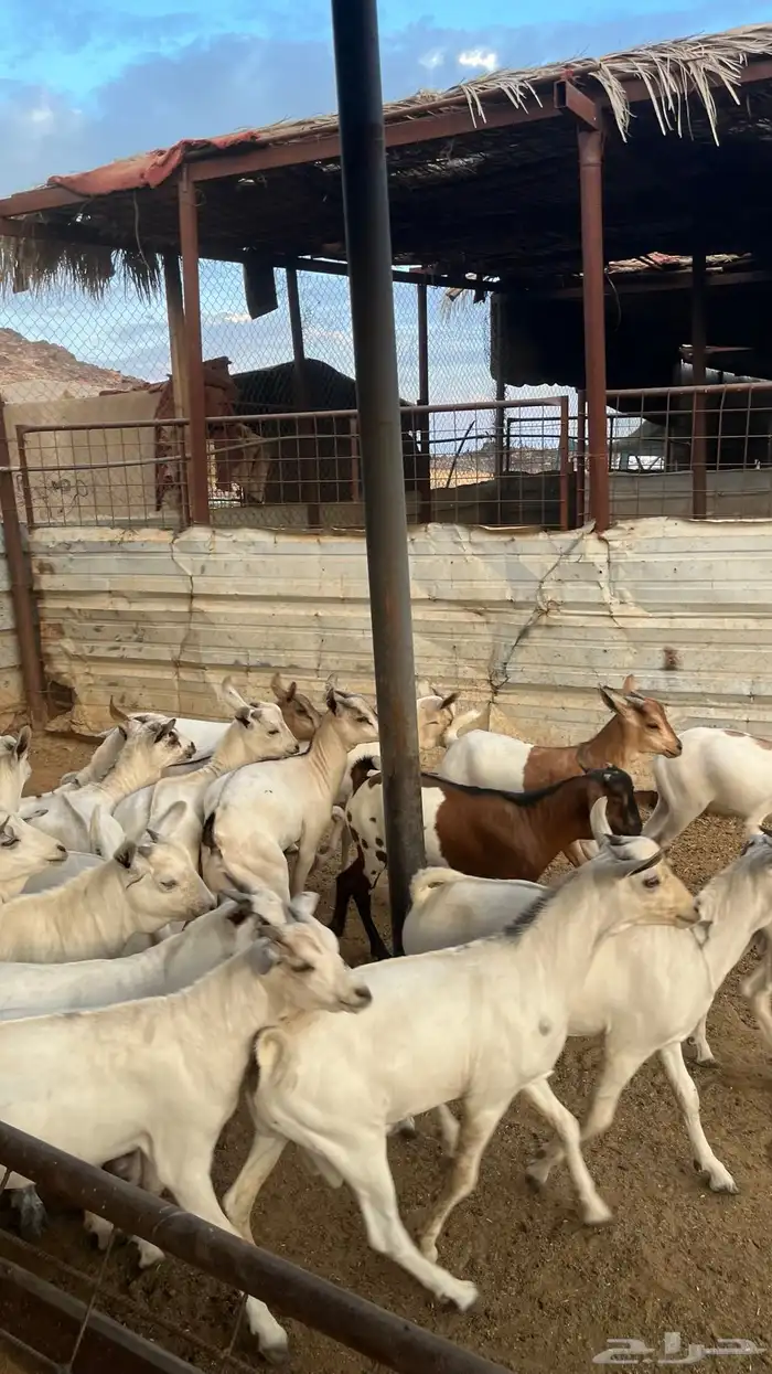 تيوس جدع مخاصي بيشي 12