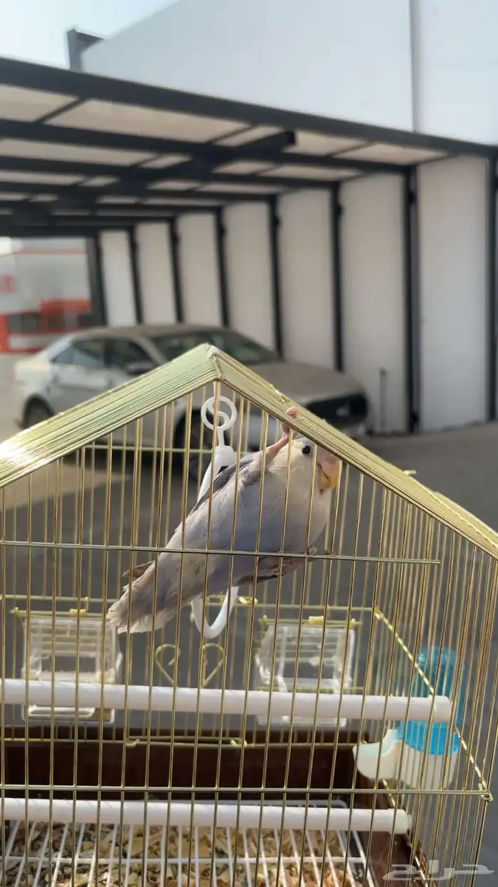 طير روز اليف ولعوب 0