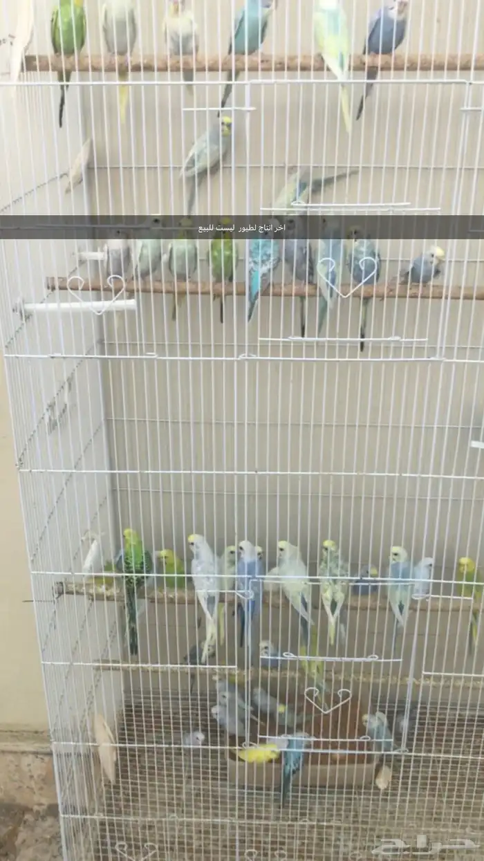 عشت طيور حب منتجه الحد الفرده ب 65 ريال البيع جمله للجميع 5