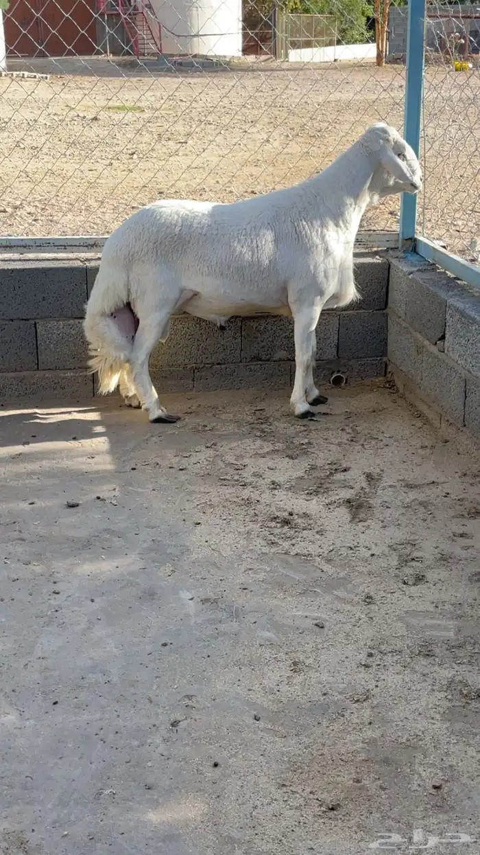 للبيع خرفان فحول وتيوس فحول 2