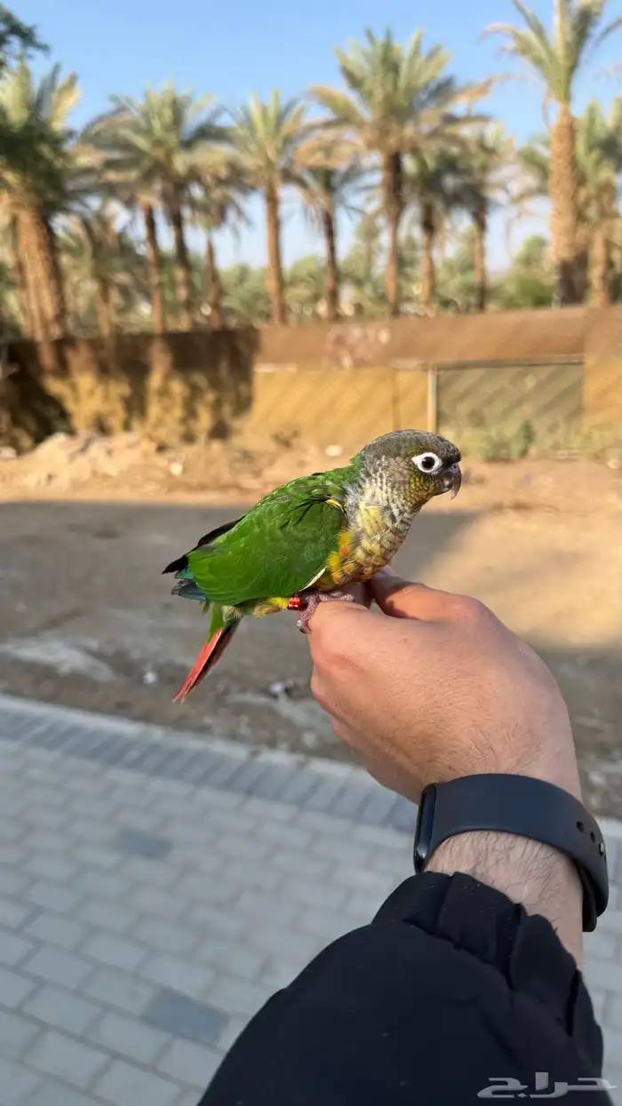 فرخين كنيور صبغات حلوه 1