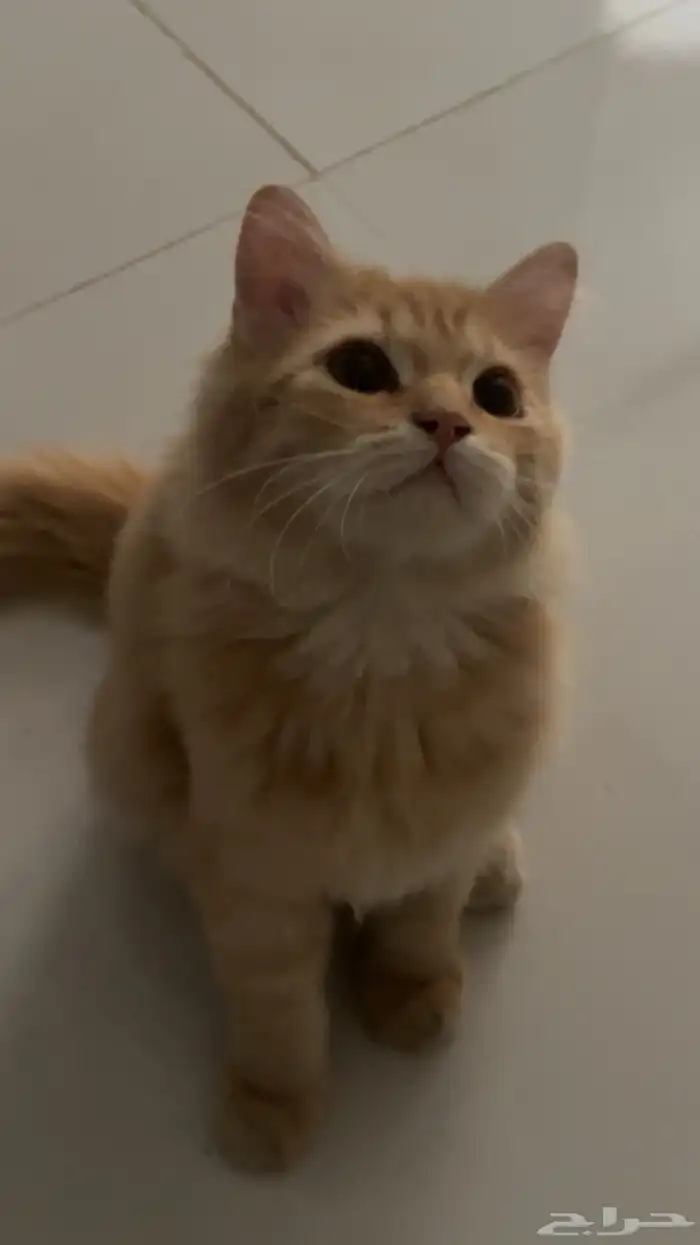 قط للبيع لطيف ويحب اللعب وذكي اهله شيرازين 0