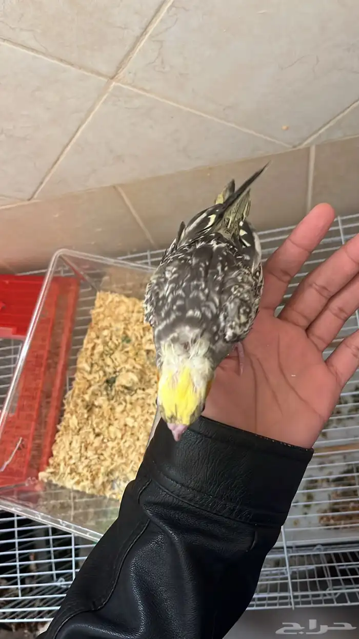 فرخين كروان هولندي نهاية غر 4