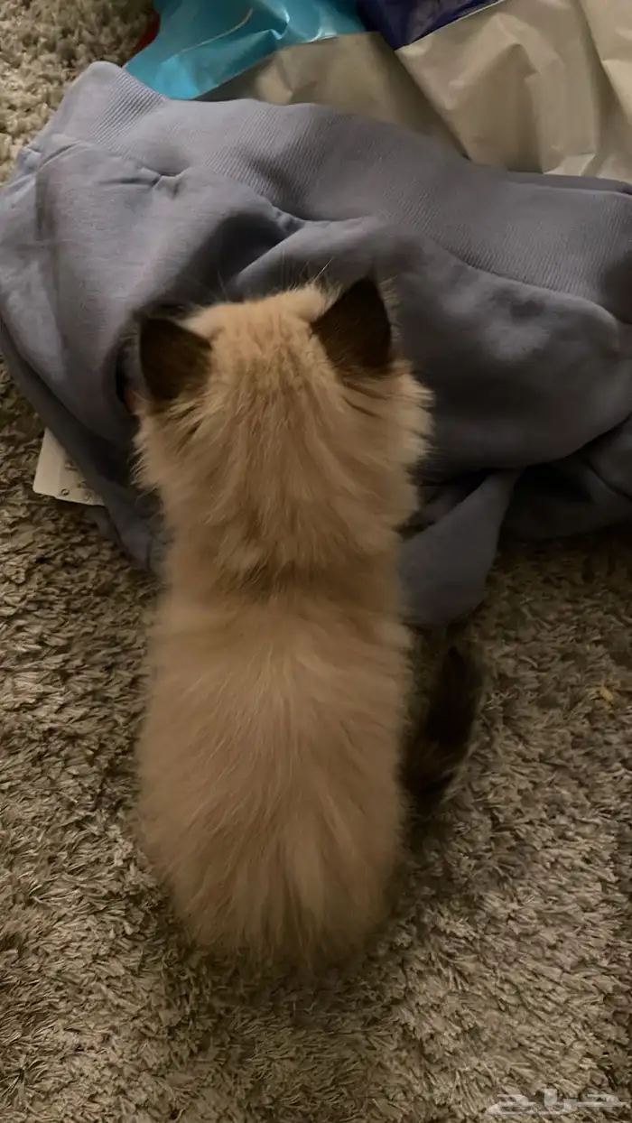 قط صغير للبيع 1