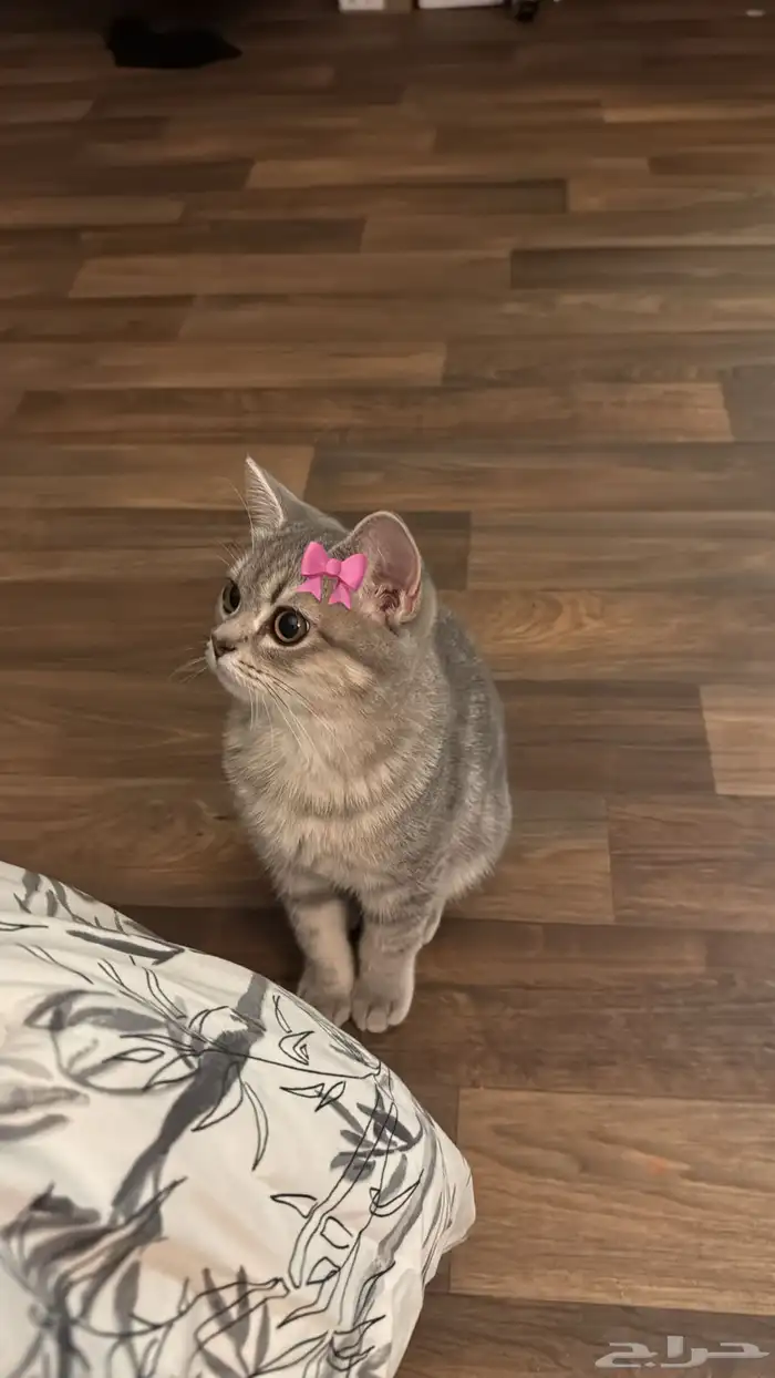 قطة للبيع ب 300 1