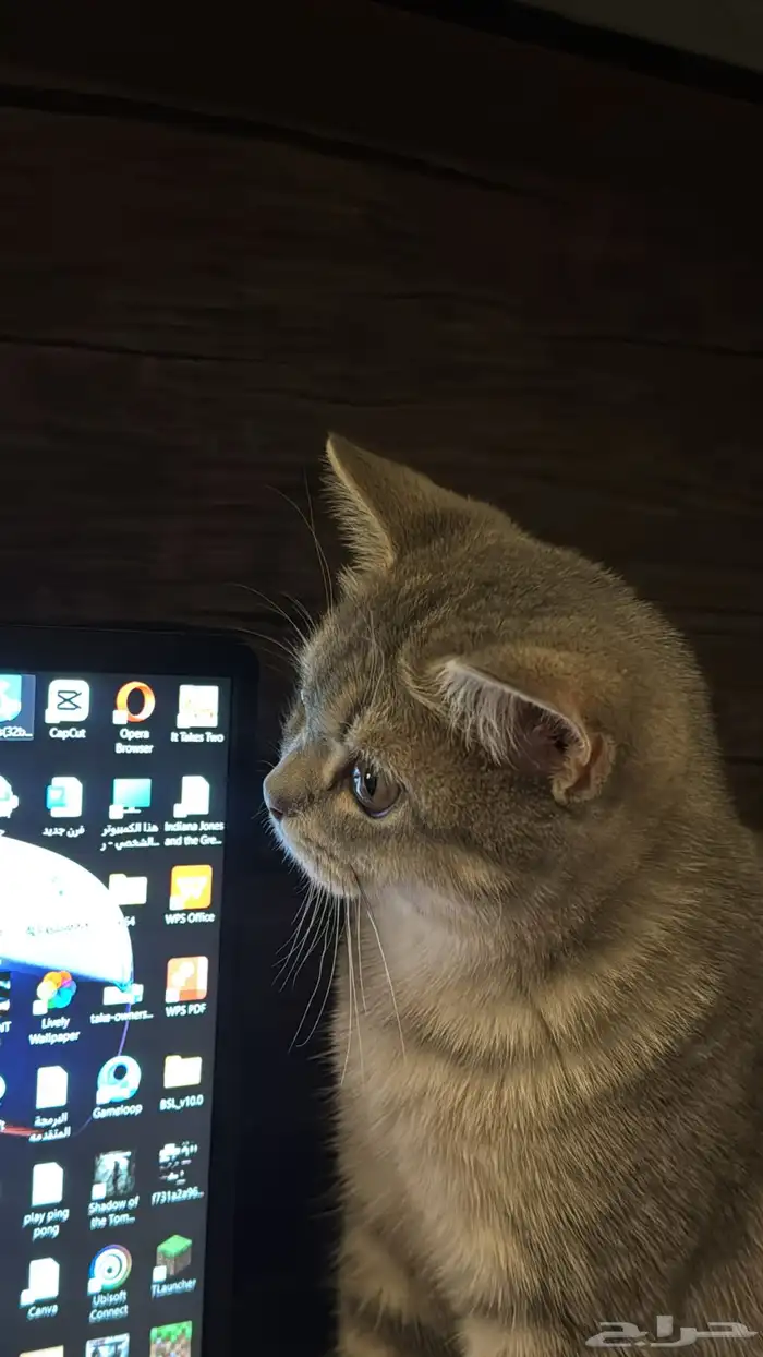 قطة للبيع ب 300 3