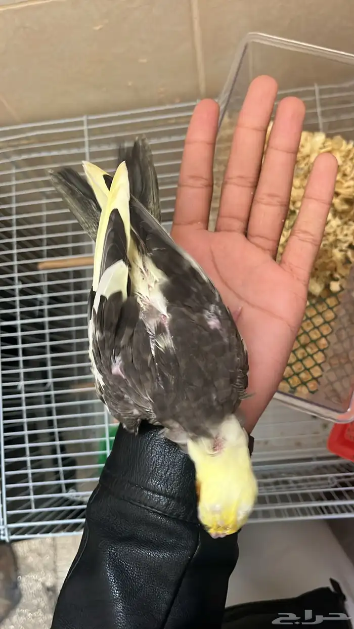 فرخين كروان هولندي نهاية غر 2