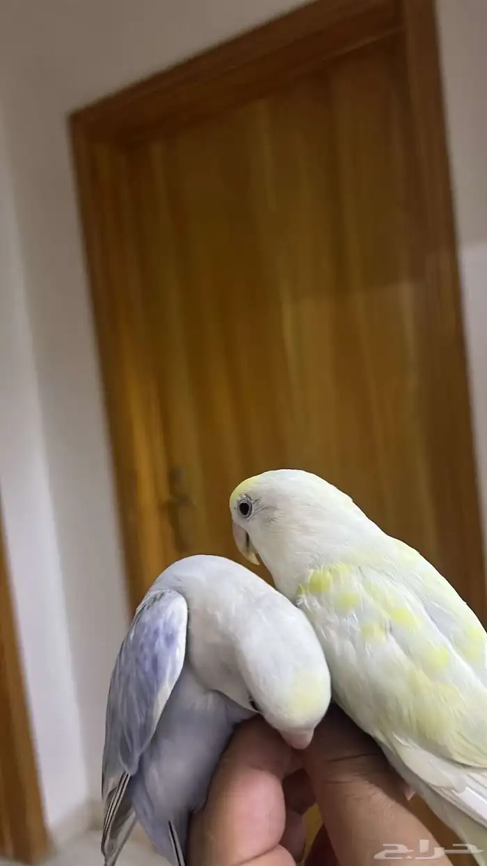 للبيع طيور روز 1