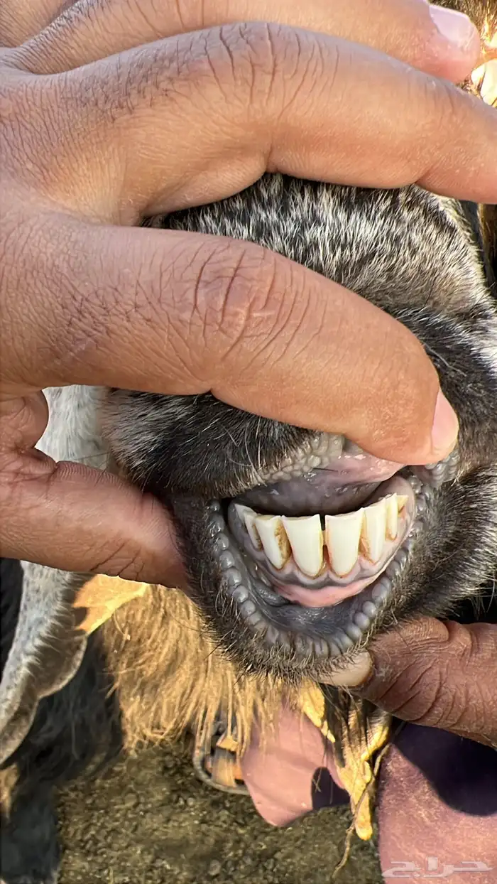 تيس عارضي كفو 2