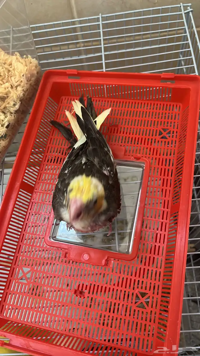 فرخين كروان هولندي نهاية غر 0