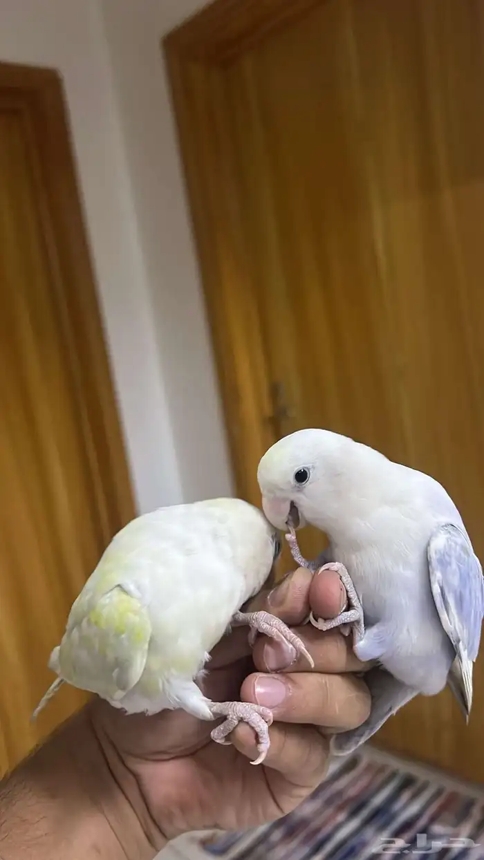 للبيع طيور روز 3