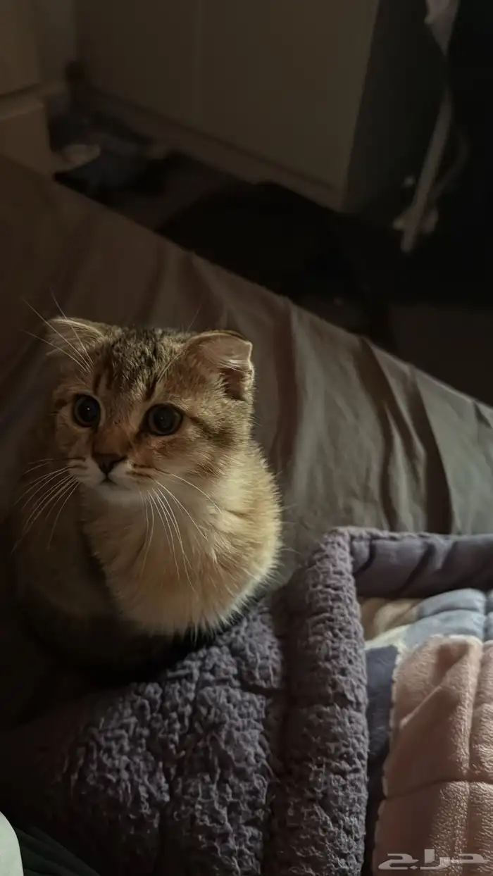 قط سكوتش فولد للبيع 0