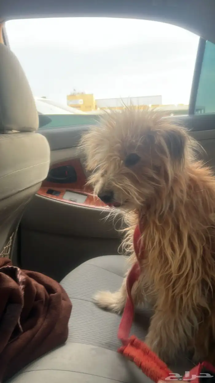 كلب مالتيز 3