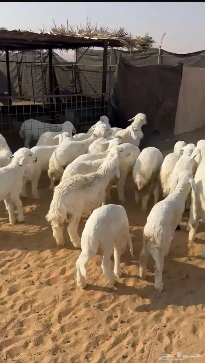 حري ذبايح طيبه 0