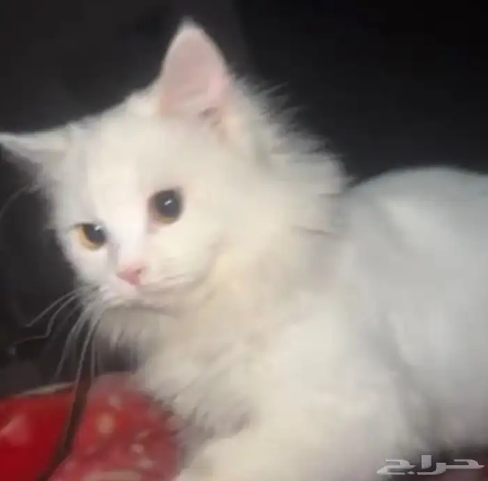 قطة للتبني 0