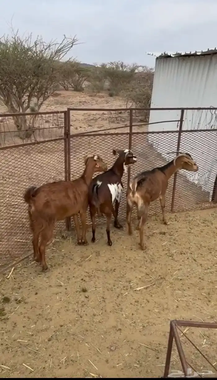 معزا طيبه وسليمه ونظيفه ودفيع 1