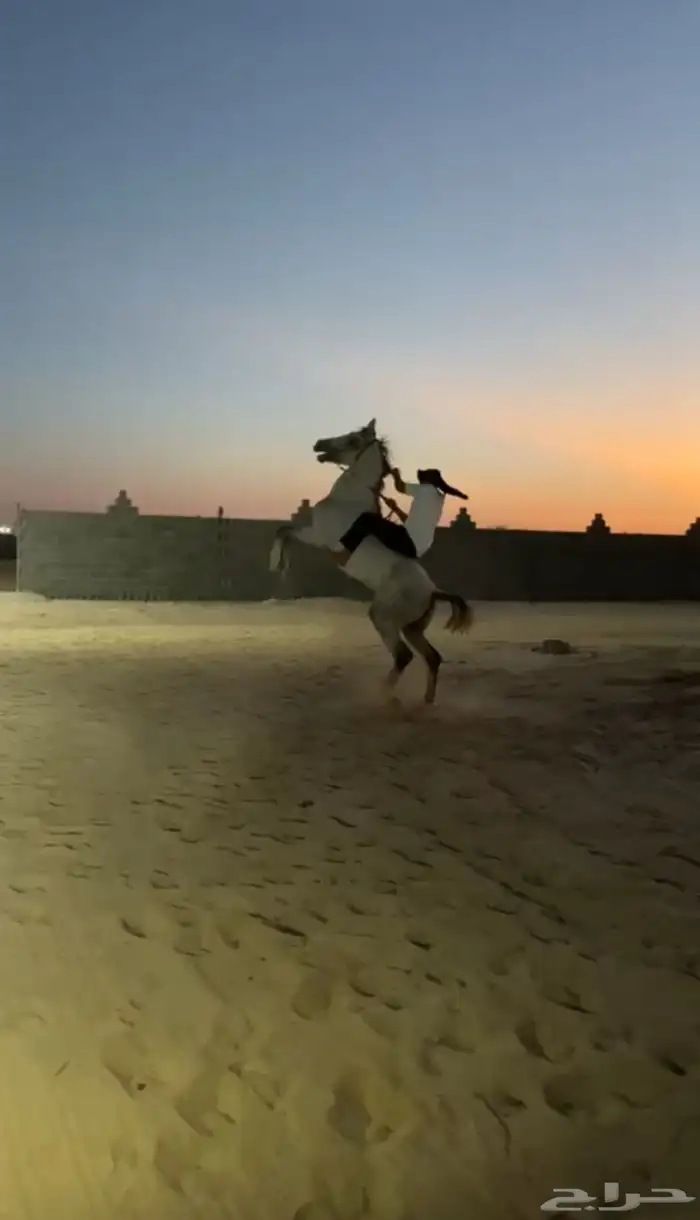 حصان للبيع كفو 1