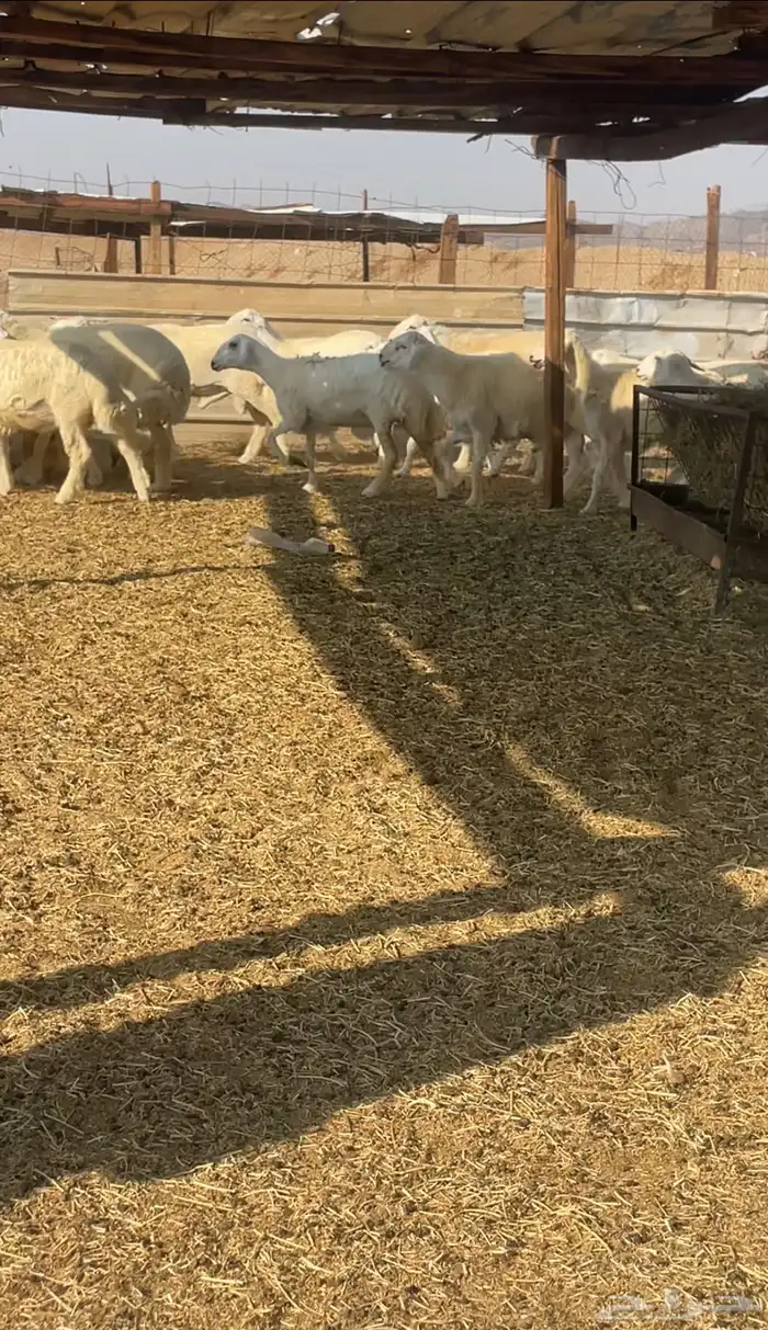 طليان ورخال 2