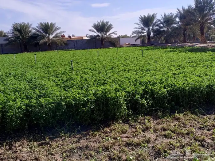 خروفين فل الفل نعيمي عمرها سته شهور وعليها كم يوم 3