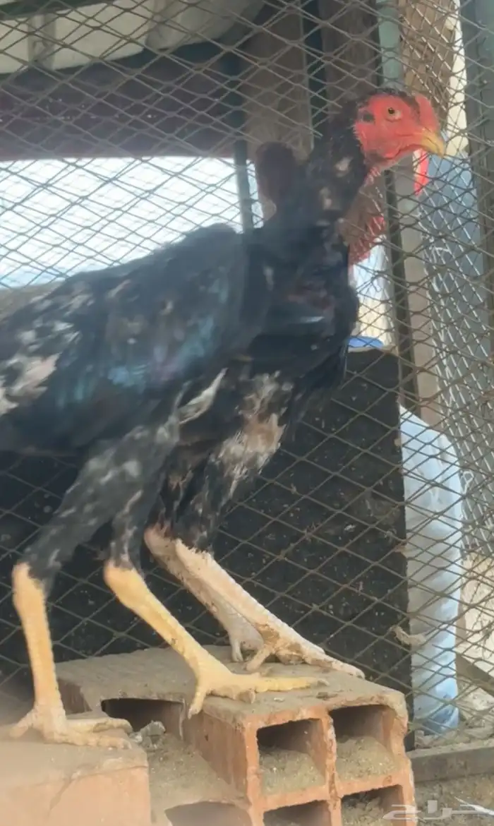 شامو ياباني 3